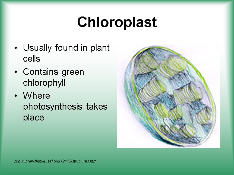 Chloroplast Usually found in plant cells Contains green chlorophyll Where photosynthesis takes place http://library.thinkquest.org/12413/structures.html